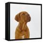 Dogue De Bordeaux Dog Puppy, 15 Weeks Old, Sitting and Looking Up-Jane Burton-Framed Stretched Canvas