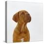 Dogue De Bordeaux Dog Puppy, 15 Weeks Old, Sitting and Looking Up-Jane Burton-Stretched Canvas