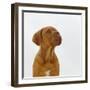 Dogue De Bordeaux Dog Puppy, 15 Weeks Old, Sitting and Looking Up-Jane Burton-Framed Photographic Print