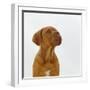 Dogue De Bordeaux Dog Puppy, 15 Weeks Old, Sitting and Looking Up-Jane Burton-Framed Photographic Print