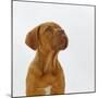 Dogue De Bordeaux Dog Puppy, 15 Weeks Old, Sitting and Looking Up-Jane Burton-Mounted Photographic Print