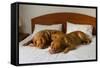 Dogue De Bordeaux Funny Couple In The Bed-vitalytitov-Framed Stretched Canvas