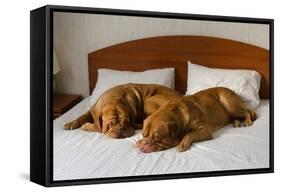 Dogue De Bordeaux Funny Couple In The Bed-vitalytitov-Framed Stretched Canvas