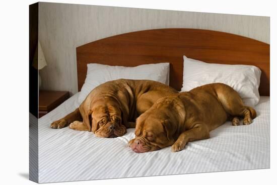 Dogue De Bordeaux Funny Couple In The Bed-vitalytitov-Stretched Canvas