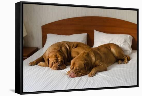 Dogue De Bordeaux Funny Couple In The Bed-vitalytitov-Framed Stretched Canvas