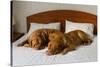 Dogue De Bordeaux Funny Couple In The Bed-vitalytitov-Stretched Canvas