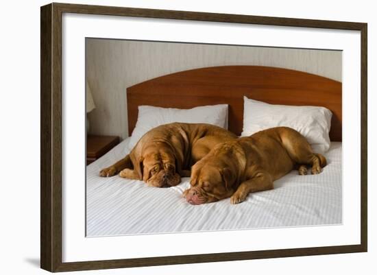 Dogue De Bordeaux Funny Couple In The Bed-vitalytitov-Framed Photographic Print