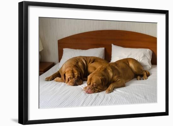 Dogue De Bordeaux Funny Couple In The Bed-vitalytitov-Framed Photographic Print