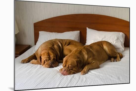 Dogue De Bordeaux Funny Couple In The Bed-vitalytitov-Mounted Photographic Print