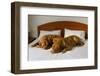 Dogue De Bordeaux Funny Couple In The Bed-vitalytitov-Framed Photographic Print