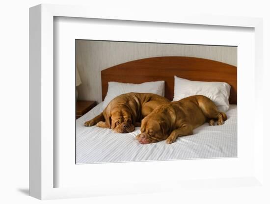 Dogue De Bordeaux Funny Couple In The Bed-vitalytitov-Framed Photographic Print