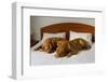 Dogue De Bordeaux Funny Couple In The Bed-vitalytitov-Framed Photographic Print