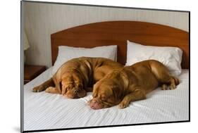 Dogue De Bordeaux Funny Couple In The Bed-vitalytitov-Mounted Photographic Print
