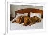 Dogue De Bordeaux Funny Couple In The Bed-vitalytitov-Framed Photographic Print