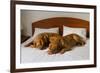 Dogue De Bordeaux Funny Couple In The Bed-vitalytitov-Framed Photographic Print