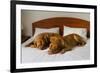 Dogue De Bordeaux Funny Couple In The Bed-vitalytitov-Framed Photographic Print