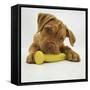 Dogue De Bordeaux Puppy Chewing on Toy, 15 Weeks-Jane Burton-Framed Stretched Canvas