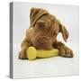 Dogue De Bordeaux Puppy Chewing on Toy, 15 Weeks-Jane Burton-Stretched Canvas