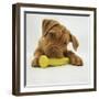 Dogue De Bordeaux Puppy Chewing on Toy, 15 Weeks-Jane Burton-Framed Photographic Print