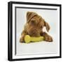 Dogue De Bordeaux Puppy Chewing on Toy, 15 Weeks-Jane Burton-Framed Photographic Print