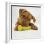 Dogue De Bordeaux Puppy Chewing on Toy, 15 Weeks-Jane Burton-Framed Photographic Print