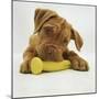 Dogue De Bordeaux Puppy Chewing on Toy, 15 Weeks-Jane Burton-Mounted Photographic Print