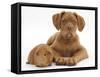 Dogue De Bordeaux Puppy, Freya, 10 Weeks Old, with Red Guinea Pig-Mark Taylor-Framed Stretched Canvas
