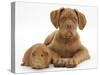 Dogue De Bordeaux Puppy, Freya, 10 Weeks Old, with Red Guinea Pig-Mark Taylor-Stretched Canvas
