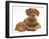 Dogue De Bordeaux Puppy, Freya, 10 Weeks Old, with Red Guinea Pig-Mark Taylor-Framed Photographic Print