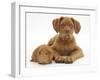 Dogue De Bordeaux Puppy, Freya, 10 Weeks Old, with Red Guinea Pig-Mark Taylor-Framed Photographic Print