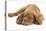 Dogue De Bordeaux Puppy, Freya, 10 Weeks, Sleeping with Grey Squirrel under Her Ear-Mark Taylor-Stretched Canvas