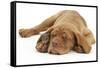 Dogue De Bordeaux Puppy, Freya, 10 Weeks, Sleeping with Grey Squirrel under Her Ear-Mark Taylor-Framed Stretched Canvas