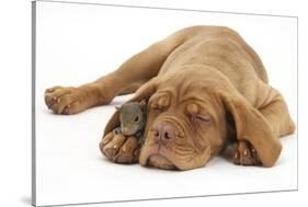 Dogue De Bordeaux Puppy, Freya, 10 Weeks, Sleeping with Grey Squirrel under Her Ear-Mark Taylor-Stretched Canvas