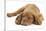 Dogue De Bordeaux Puppy, Freya, 10 Weeks, Sleeping with Grey Squirrel under Her Ear-Mark Taylor-Stretched Canvas