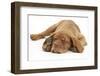 Dogue De Bordeaux Puppy, Freya, 10 Weeks, Sleeping with Grey Squirrel under Her Ear-Mark Taylor-Framed Premium Photographic Print