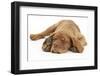 Dogue De Bordeaux Puppy, Freya, 10 Weeks, Sleeping with Grey Squirrel under Her Ear-Mark Taylor-Framed Premium Photographic Print