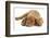 Dogue De Bordeaux Puppy, Freya, 10 Weeks, Sleeping with Grey Squirrel under Her Ear-Mark Taylor-Framed Photographic Print