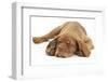 Dogue De Bordeaux Puppy, Freya, 10 Weeks, Sleeping with Grey Squirrel under Her Ear-Mark Taylor-Framed Photographic Print