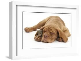 Dogue De Bordeaux Puppy, Freya, 10 Weeks, Sleeping with Grey Squirrel under Her Ear-Mark Taylor-Framed Photographic Print