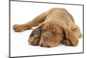 Dogue De Bordeaux Puppy, Freya, 10 Weeks, Sleeping with Grey Squirrel under Her Ear-Mark Taylor-Mounted Photographic Print