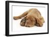 Dogue De Bordeaux Puppy, Freya, 10 Weeks, Sleeping with Grey Squirrel under Her Ear-Mark Taylor-Framed Photographic Print