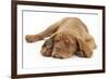 Dogue De Bordeaux Puppy, Freya, 10 Weeks, Sleeping with Grey Squirrel under Her Ear-Mark Taylor-Framed Photographic Print