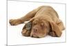 Dogue De Bordeaux Puppy, Freya, 10 Weeks, Sleeping with Grey Squirrel under Her Ear-Mark Taylor-Mounted Photographic Print