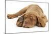 Dogue De Bordeaux Puppy, Freya, 10 Weeks, Sleeping with Grey Squirrel under Her Ear-Mark Taylor-Mounted Photographic Print