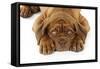 Dogue De Bordeaux Puppy Lying Down (Head Shot)-null-Framed Stretched Canvas