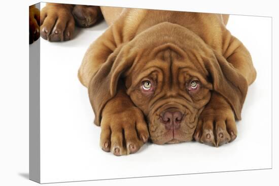 Dogue De Bordeaux Puppy Lying Down (Head Shot)-null-Stretched Canvas