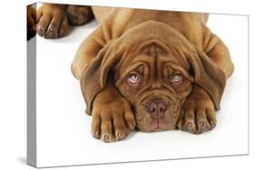 Dogue De Bordeaux Puppy Lying Down (Head Shot)-null-Stretched Canvas