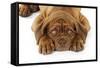 Dogue De Bordeaux Puppy Lying Down (Head Shot)-null-Framed Stretched Canvas