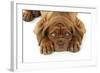 Dogue De Bordeaux Puppy Lying Down (Head Shot)-null-Framed Photographic Print