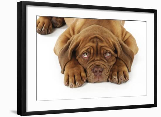 Dogue De Bordeaux Puppy Lying Down (Head Shot)-null-Framed Photographic Print